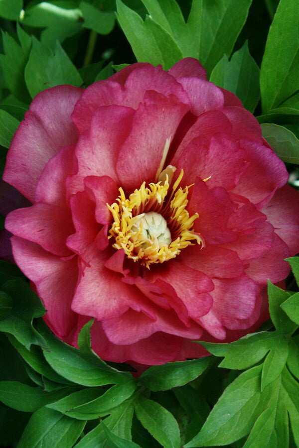 Image of Paeonia 'Julia Rose' taken at Juniper Level Botanic Gdn, NC by JLBG