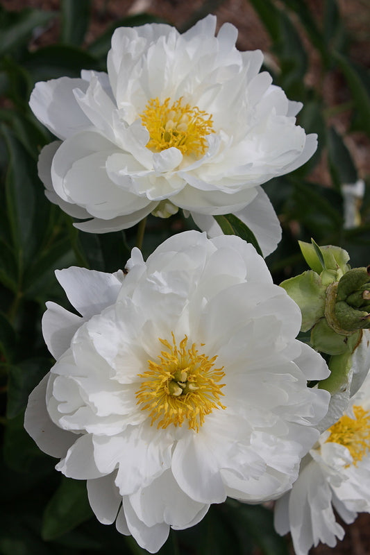 Image of Paeonia 'Miss America' taken at Juniper Level Botanic Gdn, NC by JLBG