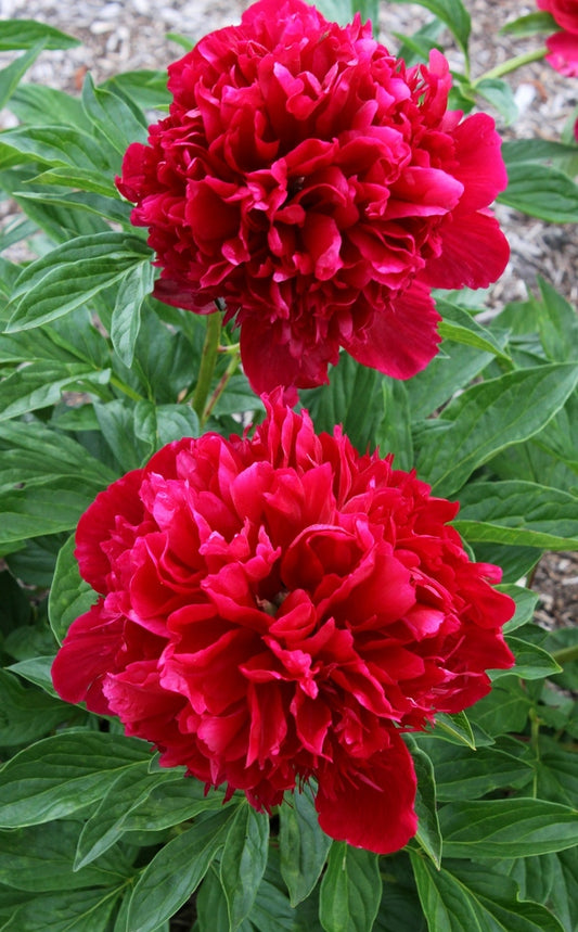 Image of Paeonia 'Red Charm' taken at Juniper Level Botanic Gdn, NC by JLBG