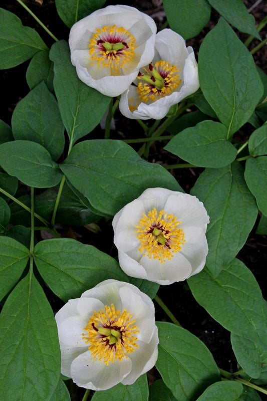 Image of Paeonia japonica taken at Juniper Level Botanic Gdn, NC by JLBG
