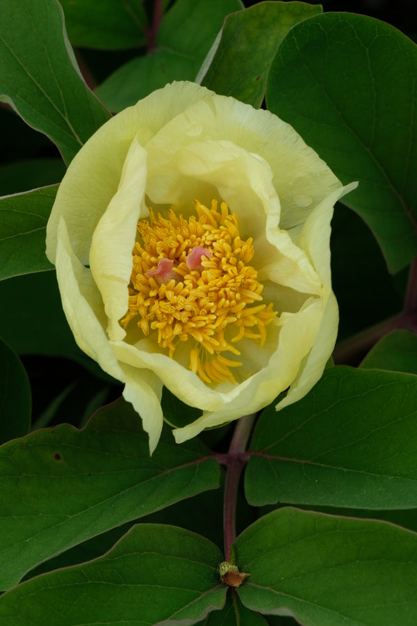 Image of Paeonia mlokosewitschii taken at Juniper Level Botanic Gdn, NC by JLBG