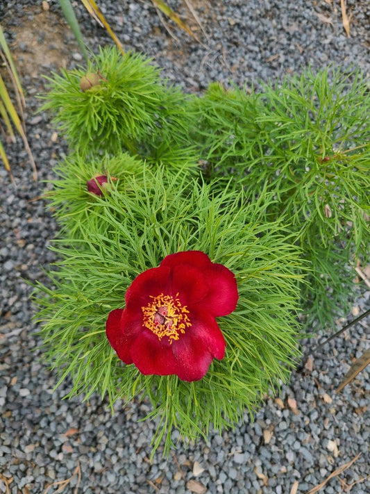 Image of Paeonia tenuifolia taken at Juniper Level Botanic Gdn, NC by JLBG