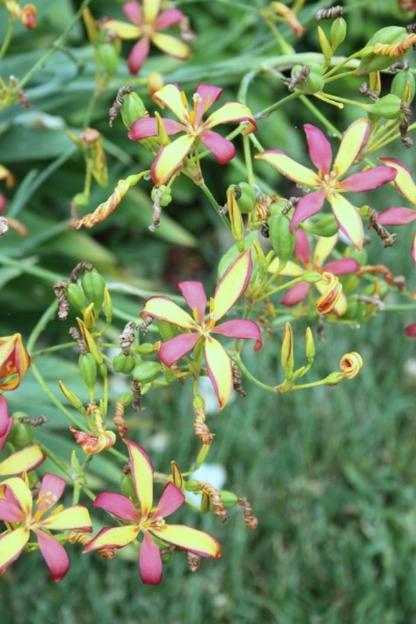Image of Pardancanda norrisii 'Wine and Yellow Roses' taken at Juniper Level Botanic Gdn, NC by JLBG