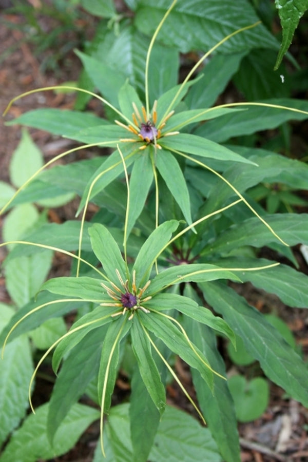 Image of Paris polyphylla taken at Juniper Level Botanic Gdn, NC by JLBG