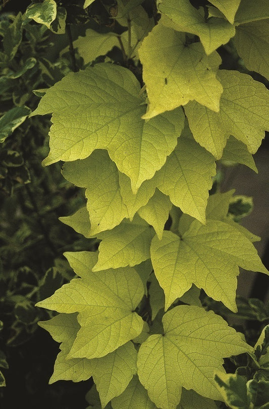Image of Parthenocissus tricuspidata 'Fenway Park' taken at Juniper Level Botanic Gdn, NC by JLBG