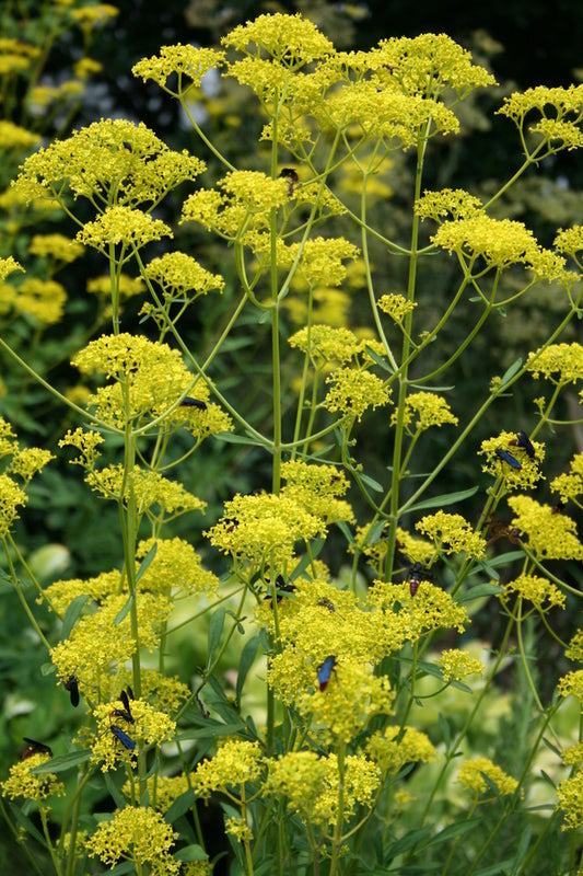 Image of Patrinia scabiosifolia taken at Juniper Level Botanic Gdn, NC by JLBG