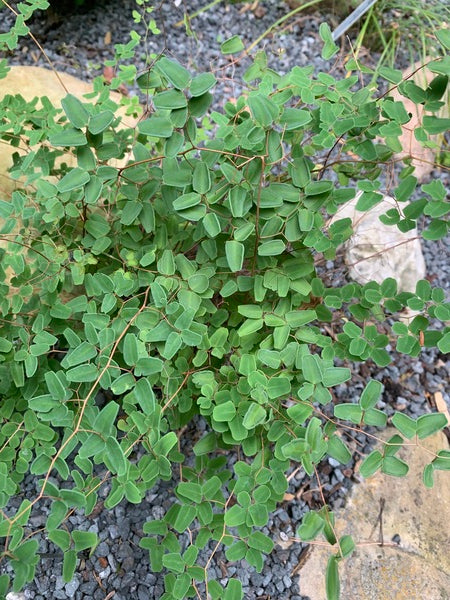 Image of Pellaea ovata 'Longhorn Caverns' taken at Juniper Level Botanic Garden, Raleigh NC by Lidia Churakova