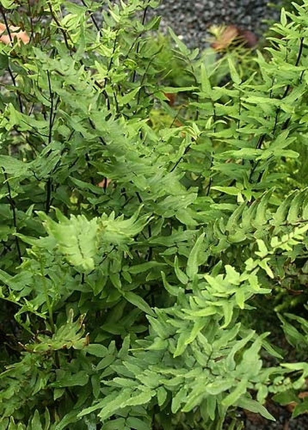 Image of Pellaea viridis 'Cathcart' taken at In Situ South Africa