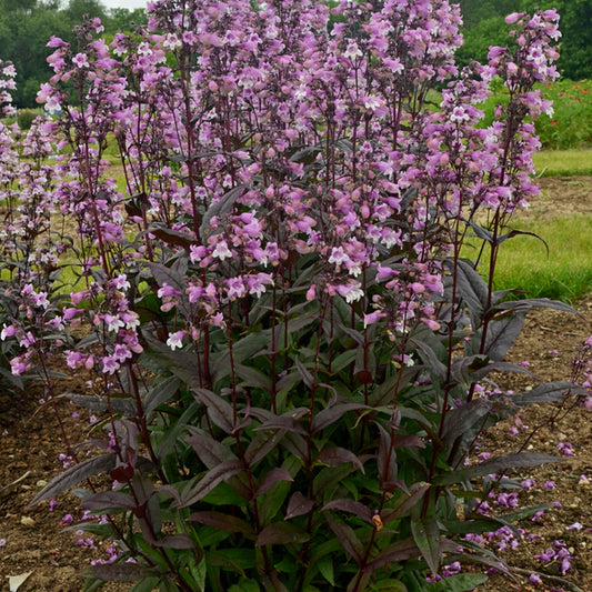 Image of Penstemon 'Midnight Masquerade' PP 29,603 taken at Walters Gardens, MI by Walters Gardens