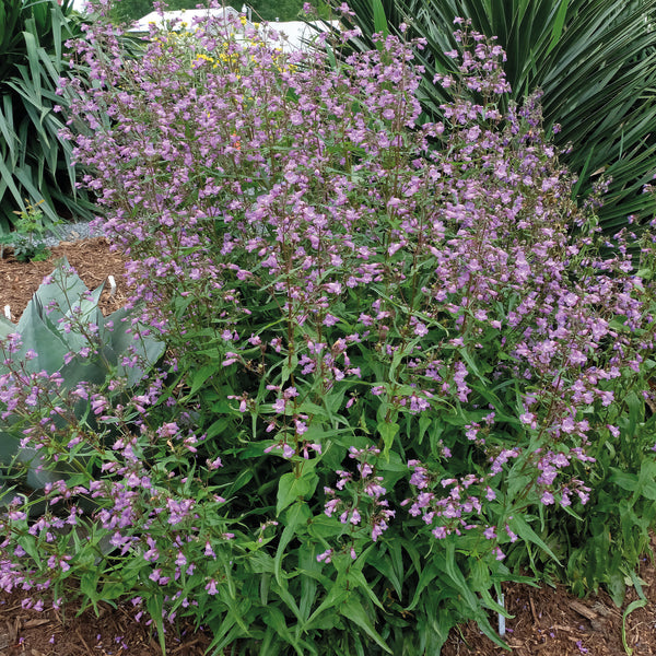 Image of Penstemon tenuis taken at Juniper Level Botanic Gdn, NC by JLBG