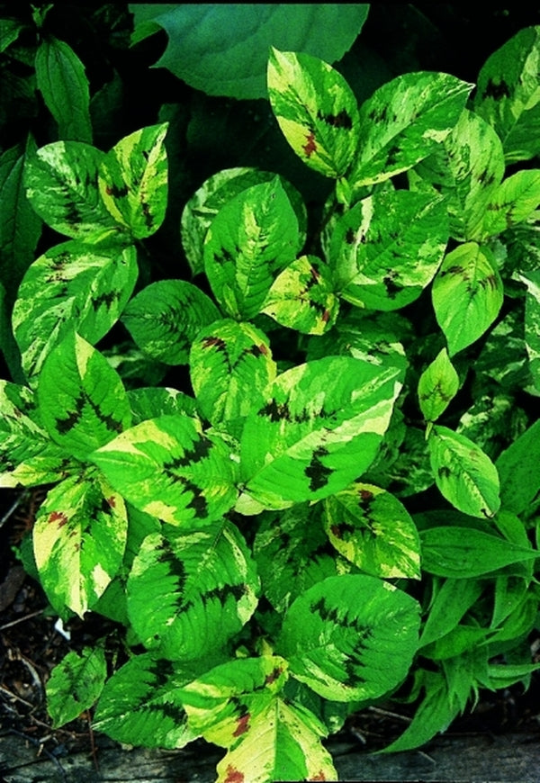 Image of Persicaria filiformis 'Painter's Palette' taken at Juniper Level Botanic Gdn, NC by JLBG