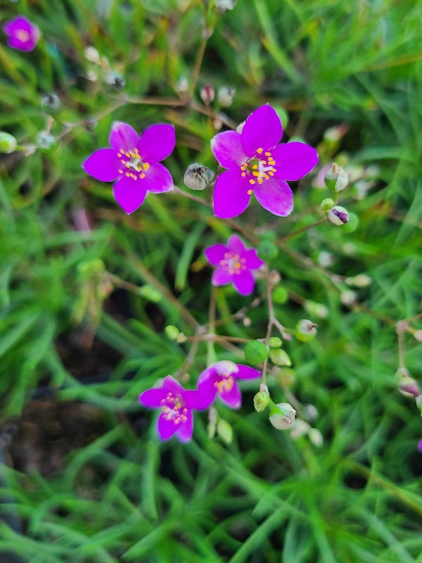 Image of Phemeranthus rugospermus 'Anderson' taken at Juniper Level Botanic Gdn, NC by JLBG