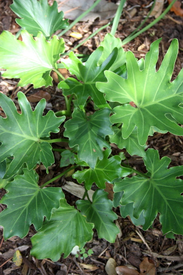 Image of Philodendron bipinnatifidum 'Hope' taken at Juniper Level Botanic Gdn, NC by JLBG