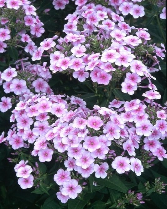 Image of Phlox paniculata 'John Fanick' taken at Juniper Level Botanic Gdn, NC by JLBG
