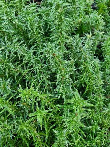 Image of Phlox subulata 'Nettleton's Variation' taken at Juniper Level Botanic Gdn, NC by JLBG
