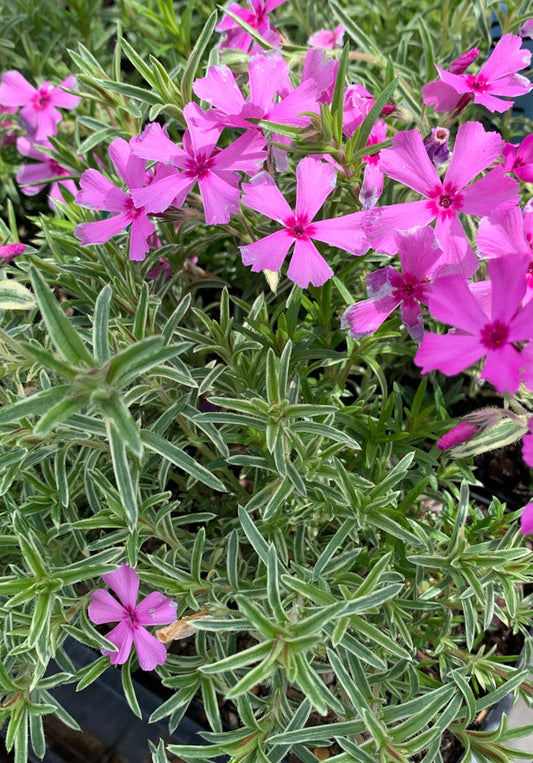 Image of Phlox subulata 'Nettleton's Variation' taken at Juniper Level Botanic Gdn, NC by C. Hardison