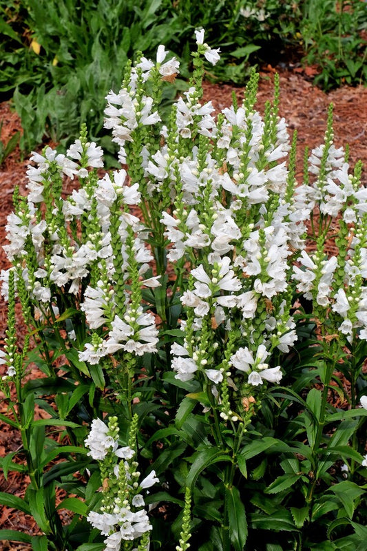 Image of Physostegia virginiana 'Miss Manners' taken at Juniper Level Botanic Gdn, NC by JLBG