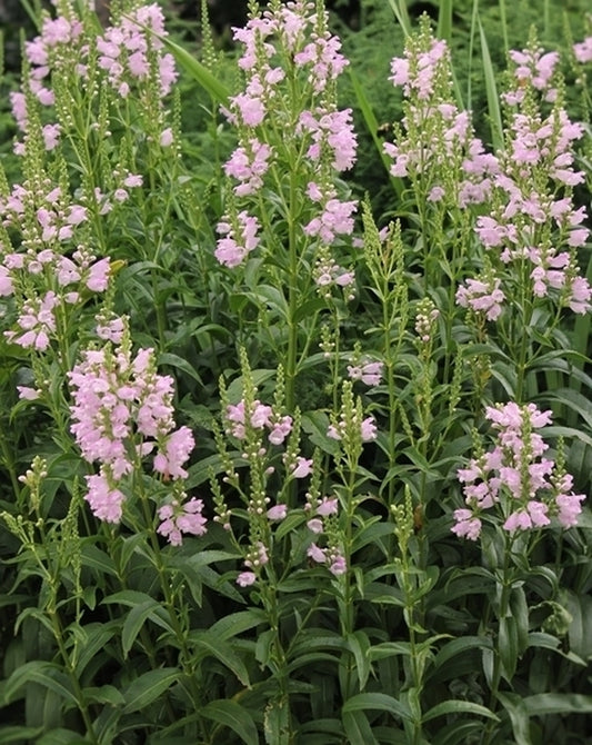 Image of Physostegia virginiana 'Pink Manners' PP 23,482 taken at Juniper Level Botanic Gdn, NC by JLBG