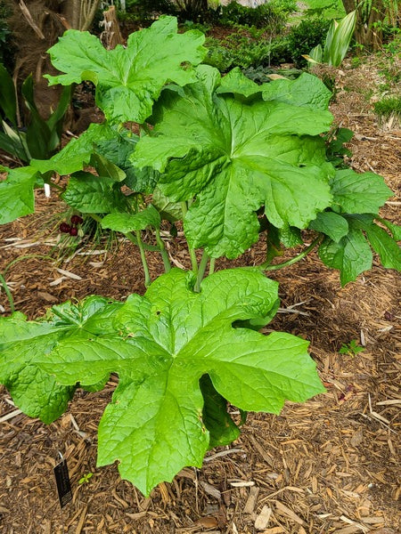 Image of Podophyllum x boreiforme 'Standing Tall' taken at Juniper Level Botanic Gdn, NC by JLBG