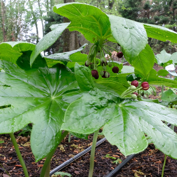 Image of Podophyllum mairei taken at Juniper Level Botanic Gdn, NC by JLBG