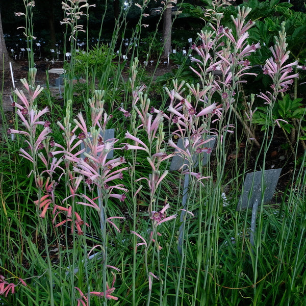 Image of Polianthes x bundrantii 'Howard's Purple' taken at Juniper Level Botanic Gdn, NC by JLBG