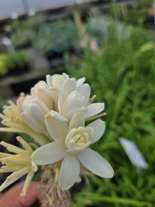 Image of Polianthes tuberosa 'The Pearl' taken at JLBG by JLBG