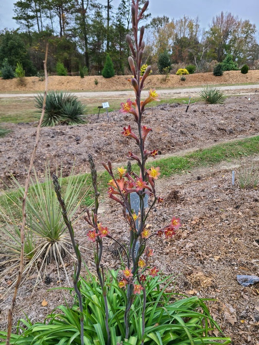 Image of Polifreda 'Peach Flambe' taken at Juniper Level Botanic Gdn, NC by JLBG