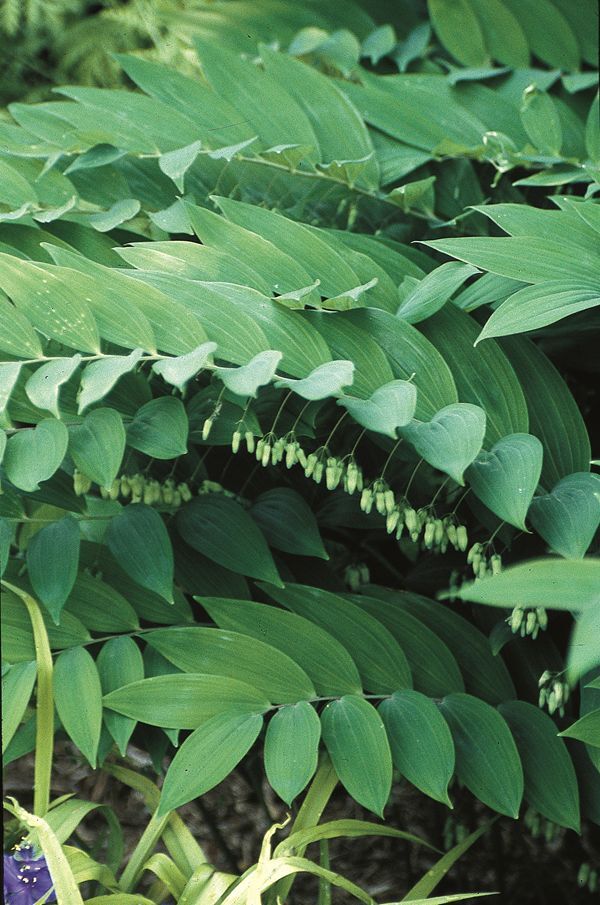 Image of Polygonatum macropodum taken at Juniper Level Botanic Gdn, NC by JLBG