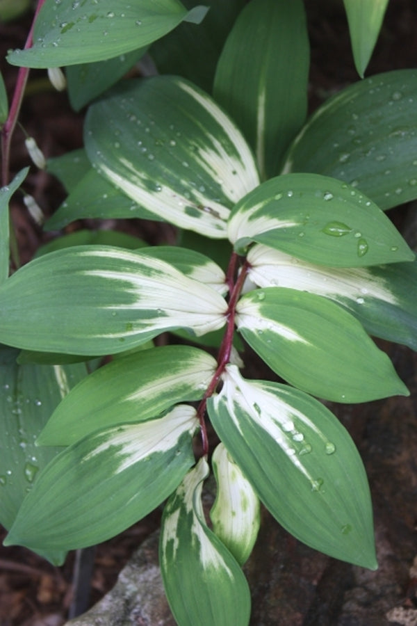 Image of Polygonatum odoratum 'Byakko' taken at Juniper Level Botanic Gdn, NC by JLBG