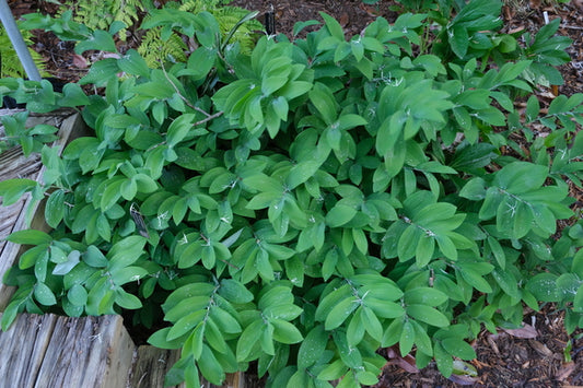 Image of Polygonatum odoratum 'Chanticleer' taken at Juniper Level Botanic Gdn, NC by JLBG