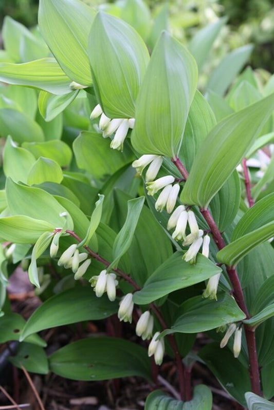 Image of Polygonatum odoratum var. pluriflorum 'Jinguji' taken at Juniper Level Botanic Gdn, NC by JLBG
