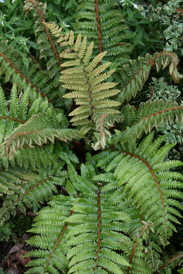 Image of Polystichum polyblepharum taken at Juniper Level Botanic Gdn, NC by JLBG