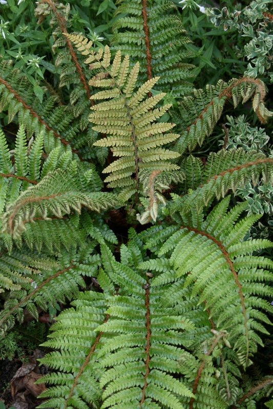 Image of Polystichum polyblepharum taken at Juniper Level Botanic Gdn, NC by JLBG