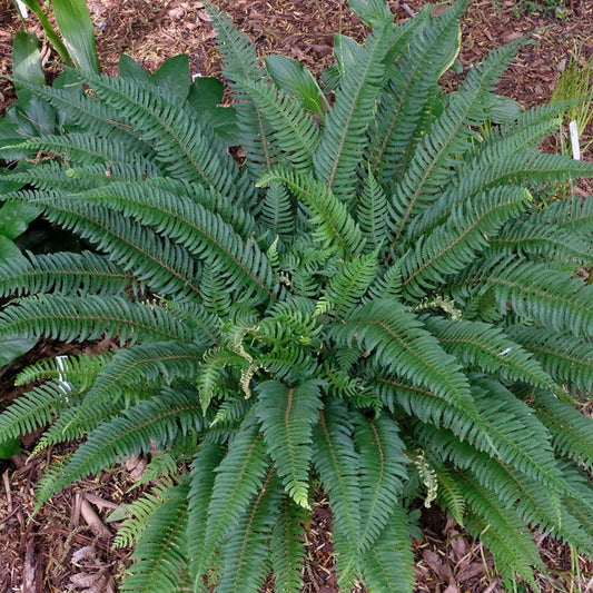 Image of Polystichum tripteron taken at Juniper Level Botanic Gdn, NC by JLBG