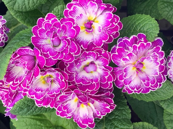 Image of Primula vulgaris 'Belarina Lively Lilac' taken at Juniper Level Botanic Gdn, NC by C. Hardison