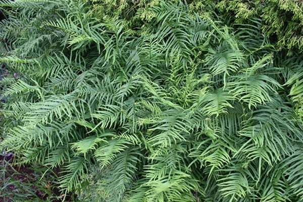 Image of Pteris vittata 'Benzilan' taken at Juniper Level Botanic Gdn, NC by JLBG