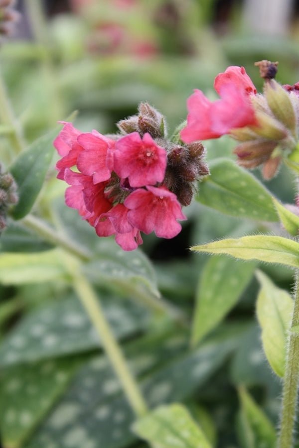 Image of Pulmonaria 'Raspberry Splash'