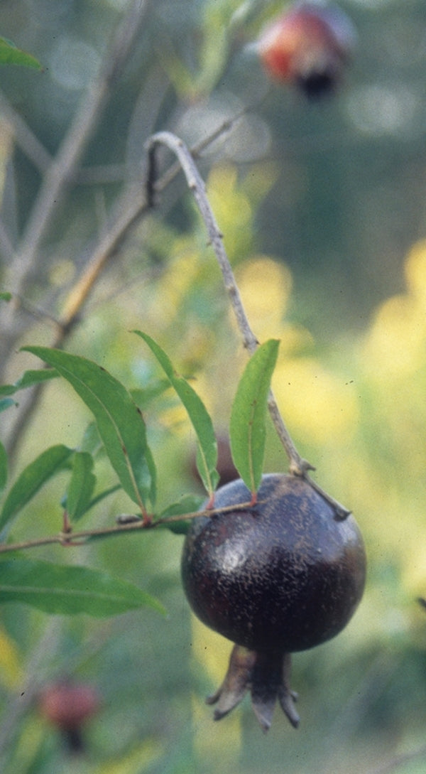 Image of Punica granatum 'Eight Ball' taken at Juniper Level Botanic Gdn, NC by JLBG