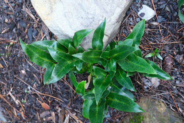 Image of Pyrrosia hastata 'Storm Watch' taken at Juniper Level Botanic Gdn, NC by JLBG