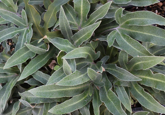 Image of Pyrrosia polydactyla 'Taipingshan' taken at Juniper Level Botanic Gdn, NC by JLBG