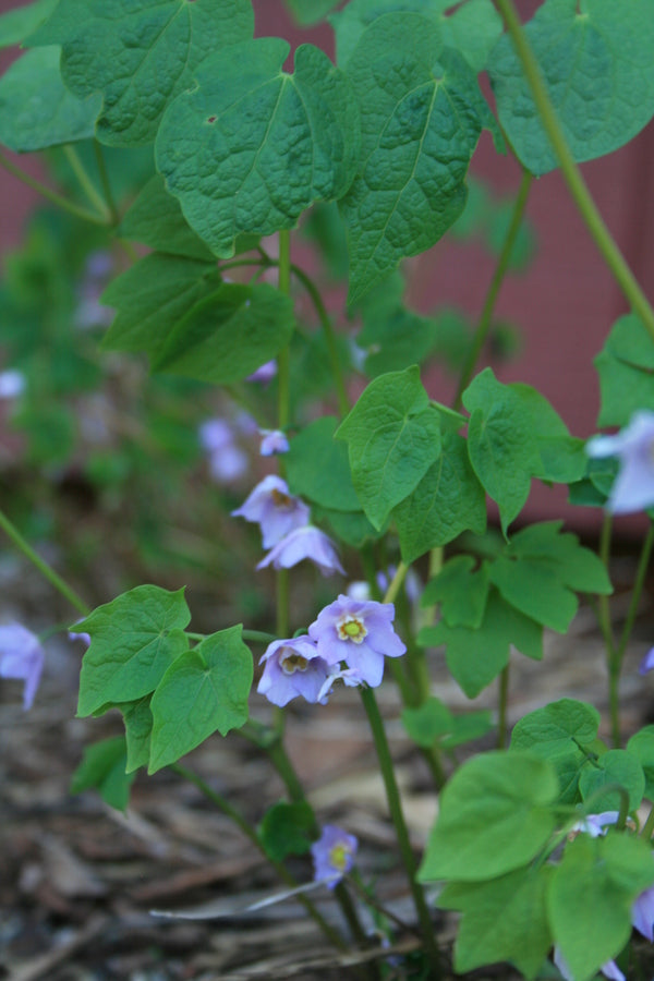 Image of Ranzania japonica taken at B. Yinger Gdn, PA by JLBG