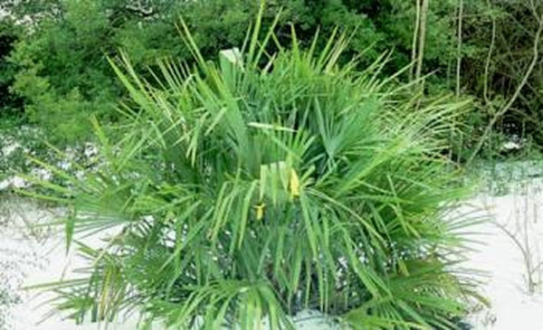 Image of Rhapidophyllum hystrix taken at J.C. Raulston Arboretum, NC