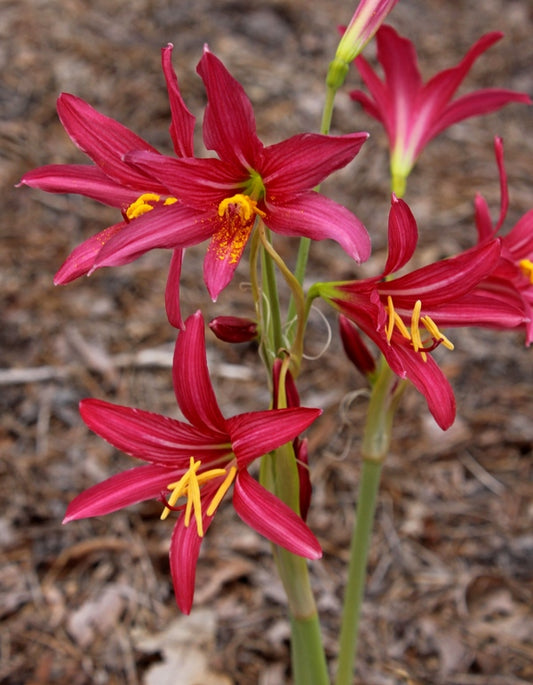 Image of Rhodophiala bifida 'Carmencita'