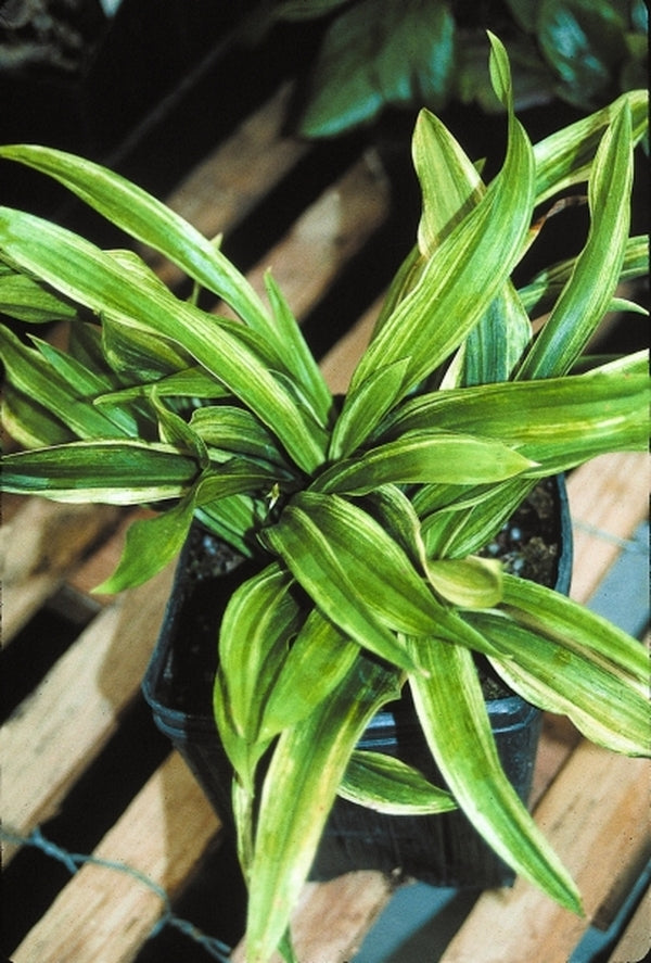 Image of Rohdea japonica 'Gunjaku' taken at Juniper Level Botanic Gdn, NC by JLBG