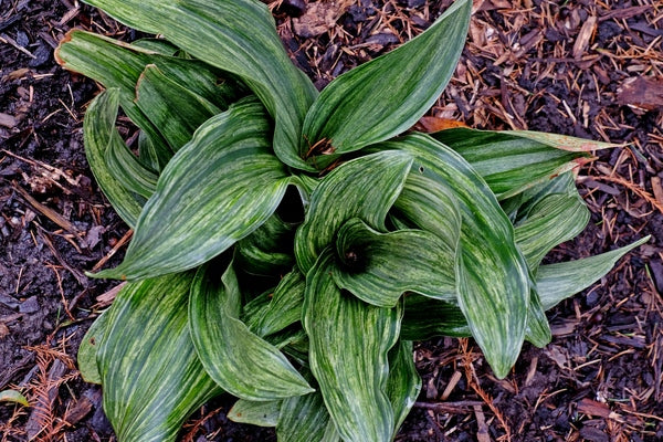 Image of Rohdea japonica 'Otome' taken at Juniper Level Botanic Gdn, NC by JLBG