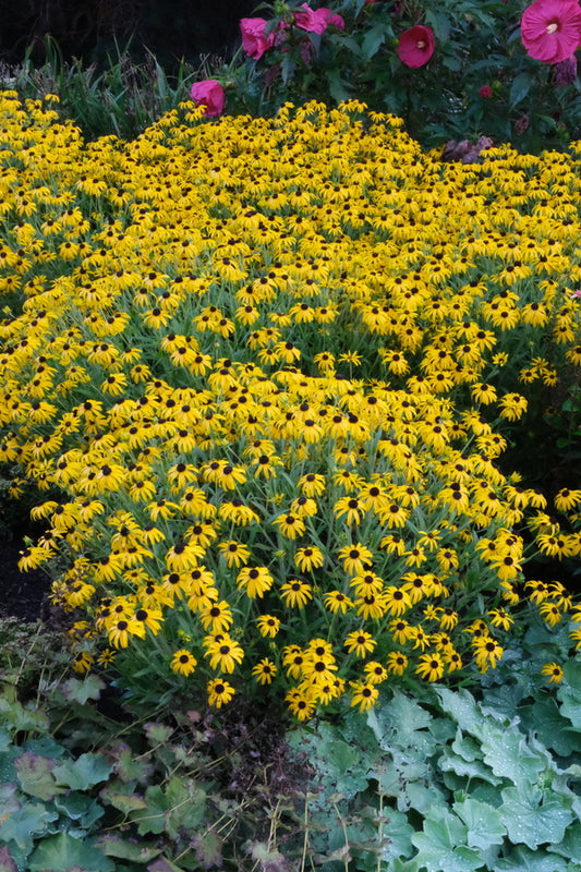 Image of Rudbeckia deamii 'American Gold Rush' PP 28,498 taken at Walters Gardens, MI by JLBG