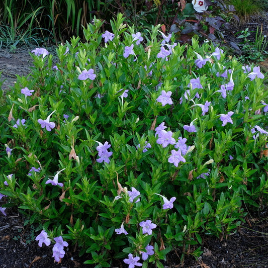 Image of Ruellia sp. 'Humility' taken at Juniper Level Botanic Gdn, NC by JLBG