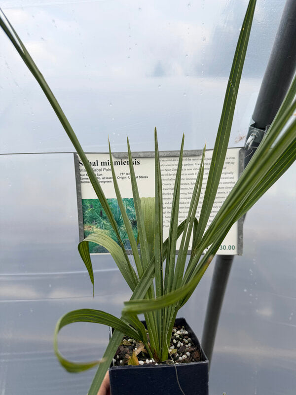 Image of Sabal miamiensis