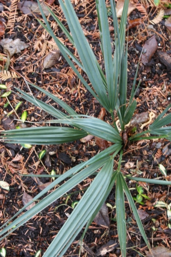 Image of Sabal minor 'Blountstown Dwarf' taken at Juniper Level Botanic Gdn, NC by JLBG