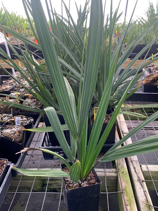 Image of Sabal x palmarum 'Me Too' (palmetto x causiarum) taken at Juniper Level Botanic Gdn, NC by C. Hardison